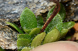 Mannsschild-Steinbrech (Saxifraga androsacea) (C306717) Mannsschild-Steinbrech (Saxifraga androsacea) (C306717)