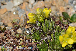 Hoppes Felsenblümchen (Draba hoppeana) (C306734) Hoppes Felsenblümchen (Draba hoppeana) (C306734)
