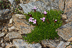Kalk-Polsternelke (Silene acaulis) (C306755) Kalk-Polsternelke (Silene acaulis) (C306755)