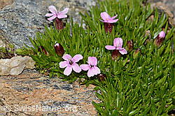 Kalk-Polsternelke (Silene acaulis) (C306757) Kalk-Polsternelke (Silene acaulis) (C306757)