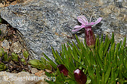 Kalk-Polsternelke (Silene acaulis) (C306758) Kalk-Polsternelke (Silene acaulis) (C306758)