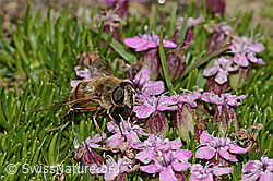 Mistbiene (Eristalis tenax) auf Kalk-Polsternelke (Silene acaulis) (C306825) Mistbiene (Eristalis tenax) auf Kalk-Polsternelke (Silene acaulis) (C306825)