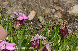 Kalk-Polsternelke (Silene acaulis) (C306827) Kalk-Polsternelke (Silene acaulis) (C306827)