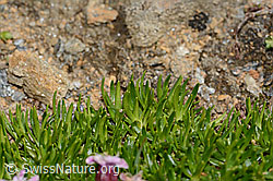 Kalk-Polsternelke (Silene acaulis) (C306829) Kalk-Polsternelke (Silene acaulis) (C306829)