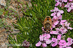 Mistbiene (Eristalis tenax) auf Kalk-Polsternelke (Silene acaulis) (C306832) Mistbiene (Eristalis tenax) auf Kalk-Polsternelke (Silene acaulis) (C306832)