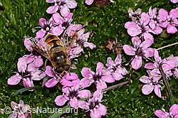 Mistbiene (Eristalis tenax) auf Kalk-Polsternelke (Silene acaulis) (08.2024, C306834)