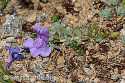 Alpen-Leinkraut (Linaria alpina) (C306870) Alpen-Leinkraut (Linaria alpina) (C306870)