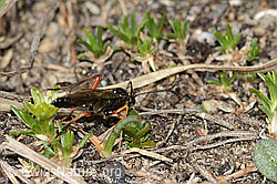 Schwarze Schlupfwespe (Pimpla rufipes) auf Zwerg-Miere (Minuartia sedoides) (C306984) Schwarze Schlupfwespe (Pimpla rufipes) auf Zwerg-Miere (Minuartia sedoides) (C306984)