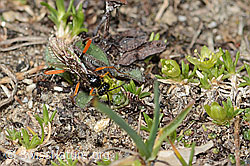 Schwarze Schlupfwespe (Pimpla rufipes) auf Zwerg-Miere (Minuartia sedoides) (C306985) Schwarze Schlupfwespe (Pimpla rufipes) auf Zwerg-Miere (Minuartia sedoides) (C306985)