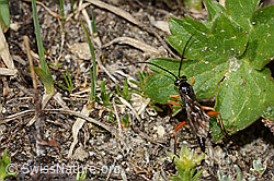 Schwarze Schlupfwespe (Pimpla rufipes) (C306987) Schwarze Schlupfwespe (Pimpla rufipes) (C306987)