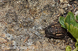 Foto: Odontoscelis fuliginosa (Schildwanze)