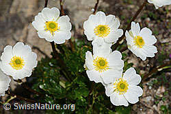 Alpen-Hahnenfuss (Ranunculus alpestris) (C307032) Alpen-Hahnenfuss (Ranunculus alpestris) (C307032)
