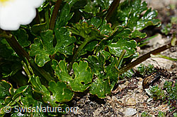 Alpen-Hahnenfuss (Ranunculus alpestris) (C307040) Alpen-Hahnenfuss (Ranunculus alpestris) (C307040)