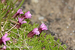 C307066: Kalk-Polsternelke (Silene acaulis)