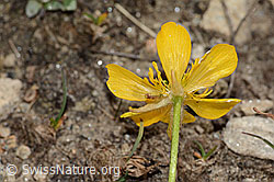 Berg-Hahnenfuss (Ranunculus montanus) (C307122) Berg-Hahnenfuss (Ranunculus montanus) (C307122)