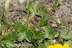 Berg-Hahnenfuss (Ranunculus montanus) (C307123) Berg-Hahnenfuss (Ranunculus montanus) (C307123)