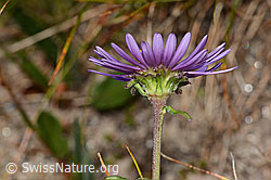 Alpen-Aster (Aster alpinus) (C307136) Alpen-Aster (Aster alpinus) (C307136)