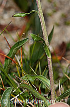 Alpen-Aster (Aster alpinus) (C307137) Alpen-Aster (Aster alpinus) (C307137)