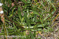 Alpen-Aster (Aster alpinus) (C307138) Alpen-Aster (Aster alpinus) (C307138)