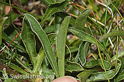 Alpen-Aster (Aster alpinus) (C307139) Alpen-Aster (Aster alpinus) (C307139)