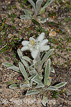 C307156: Edelweiss (Leontopodium alpinum)