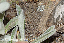 C307158: Edelweiss (Leontopodium alpinum)