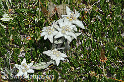 C307161: Edelweiss (Leontopodium alpinum)