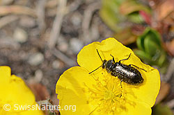 Dasytes obscurus (Wollhaarkäfer) auf Alpen-Hornkraut (Cerastium alpinum)