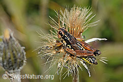 Foto: Gewöhnliche Gebirgsschrecke (Podisma pedestris)