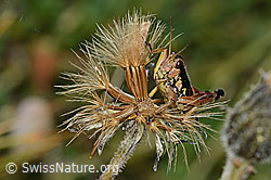 Foto: Gewöhnliche Gebirgsschrecke (Podisma pedestris)