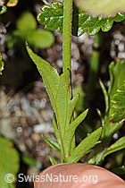 Glänzende Skabiose (Scabiosa lucida) (C312857)