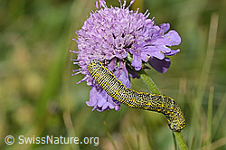 Alpenspanner (Lycia alpina, Raupe) auf Glänzender Skabiose (Scabiosa lucida) (C312885)