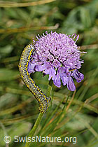 Alpenspanner (Lycia alpina, Raupe) auf Glänzender Skabiose (Scabiosa lucida) (C312899)