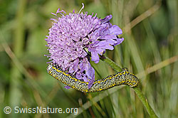 Alpenspanner (Lycia alpina, Raupe) auf Glänzender Skabiose (Scabiosa lucida) (C312941)