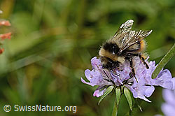 Pyrenäenhummel (Bombus pyrenaeus) auf Glänzender Skabiose (Scabiosa lucida) (C312988)