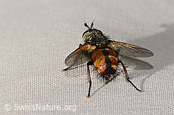 Peleteria ferina (Raupenfliege) (C313037) Peleteria ferina (Raupenfliege) (C313037)