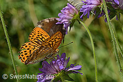Kaisermantel (Argynnis paphia) auf Wald-Witwenblume (Knautia dipsacifolia) (C313130)