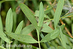 Foto: Berg-Laserkraut (Laserpitium siler)