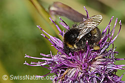 Distelhummel (Bombus soroeensis) auf Alpen-Flockenblume (Centaurea scabiosa ssp. alpestris) (C313225) Distelhummel (Bombus soroeensis) auf Alpen-Flockenblume (Centaurea scabiosa ssp. alpestris) (C313225)