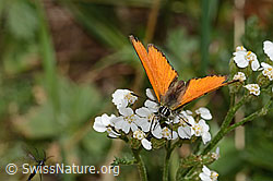 Dukatenfalter (Lycaena virgaureae) auf Gemeiner Schafgarbe (Achillea millefolium) (31.08.2024, C313232)