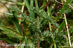 Gemeine Schafgarbe (Achillea millefolium) (C313238) Gemeine Schafgarbe (Achillea millefolium) (C313238)