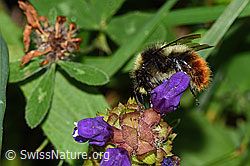 Foto: Berglandhummel (Bombus monticola) an Grossblütiger Brunelle (Prunella grandiflora)