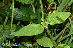 Foto: Grossblütige Brunelle (Prunella grandiflora)