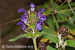 Foto: Grossblütige Brunelle (Prunella grandiflora)