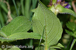 Foto: Grossblütige Brunelle (Prunella grandiflora)