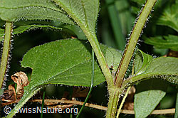 Foto: Grossblütige Brunelle (Prunella grandiflora)