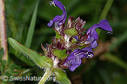 Foto: Grossblütige Brunelle (Prunella grandiflora)