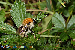 Veränderliche Hummel (Bombus humilis) (C313301) Veränderliche Hummel (Bombus humilis) (C313301)