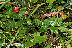 Wald-Erdbeere (Fragaria vesca) (C313320) Wald-Erdbeere (Fragaria vesca) (C313320)