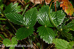 Wald-Erdbeere (Fragaria vesca) (C313321) Wald-Erdbeere (Fragaria vesca) (C313321)